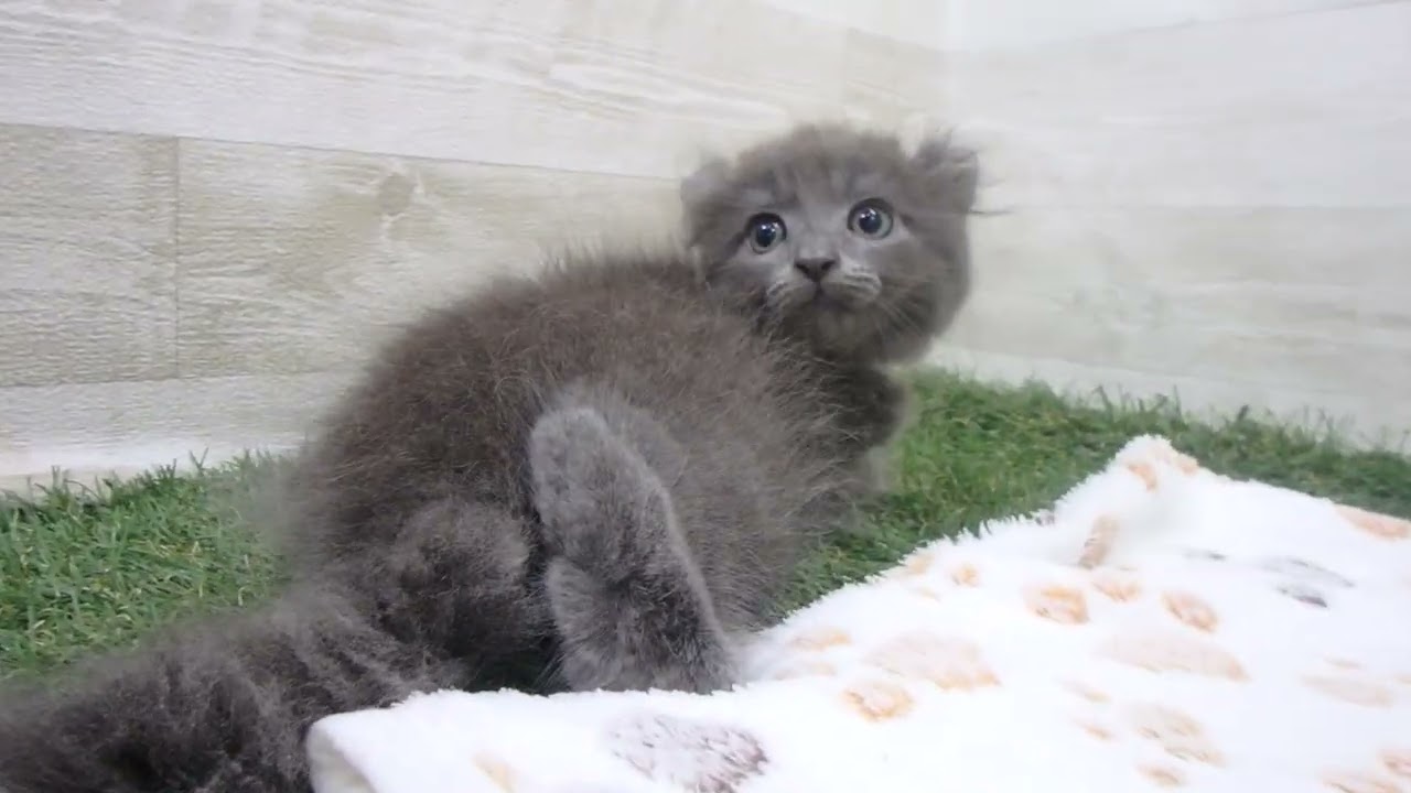 Coo&RIKU　No00654634 アメリカンカール