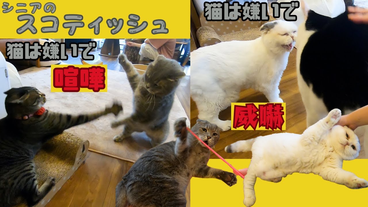 シニアのスコティッシュフォールドは猫嫌い人にはスリスリ猫には猫パンチ（保護猫カフェ森のねこ舎）淡路　senior Scottish Fold hates cats.