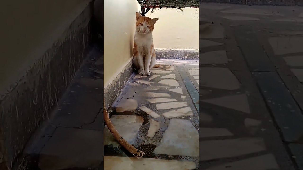 cute Brown cat ❤️ #browncat #cutecat #shorts