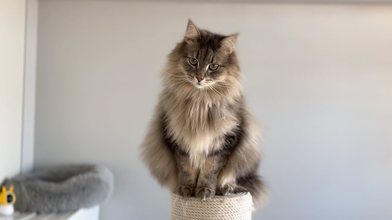 美人すぎる猫とイケメンすぎる猫がいる家の朝の風景です　ノルウェージャンフォレストキャット