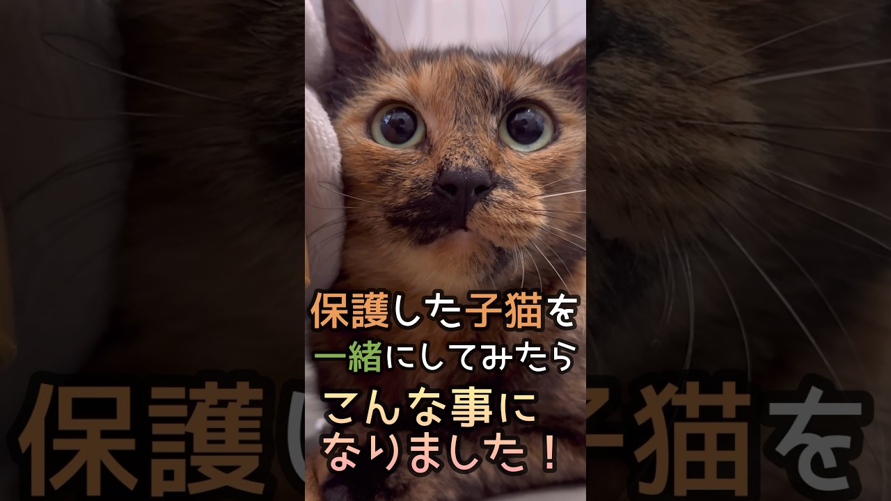 保護したお母ちゃん（たぶん）と子猫を一緒のケージに入れてみたら… #保護猫 #shorts