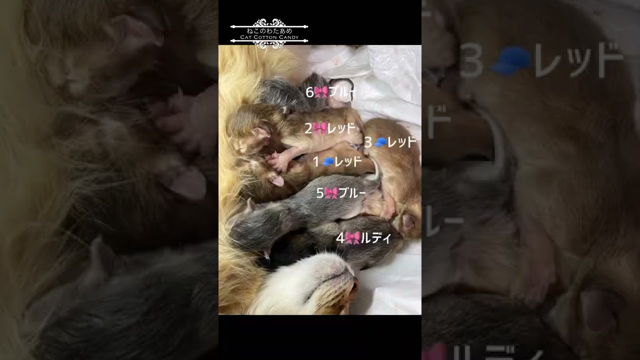 ソマリ子猫 あの出産から20日後