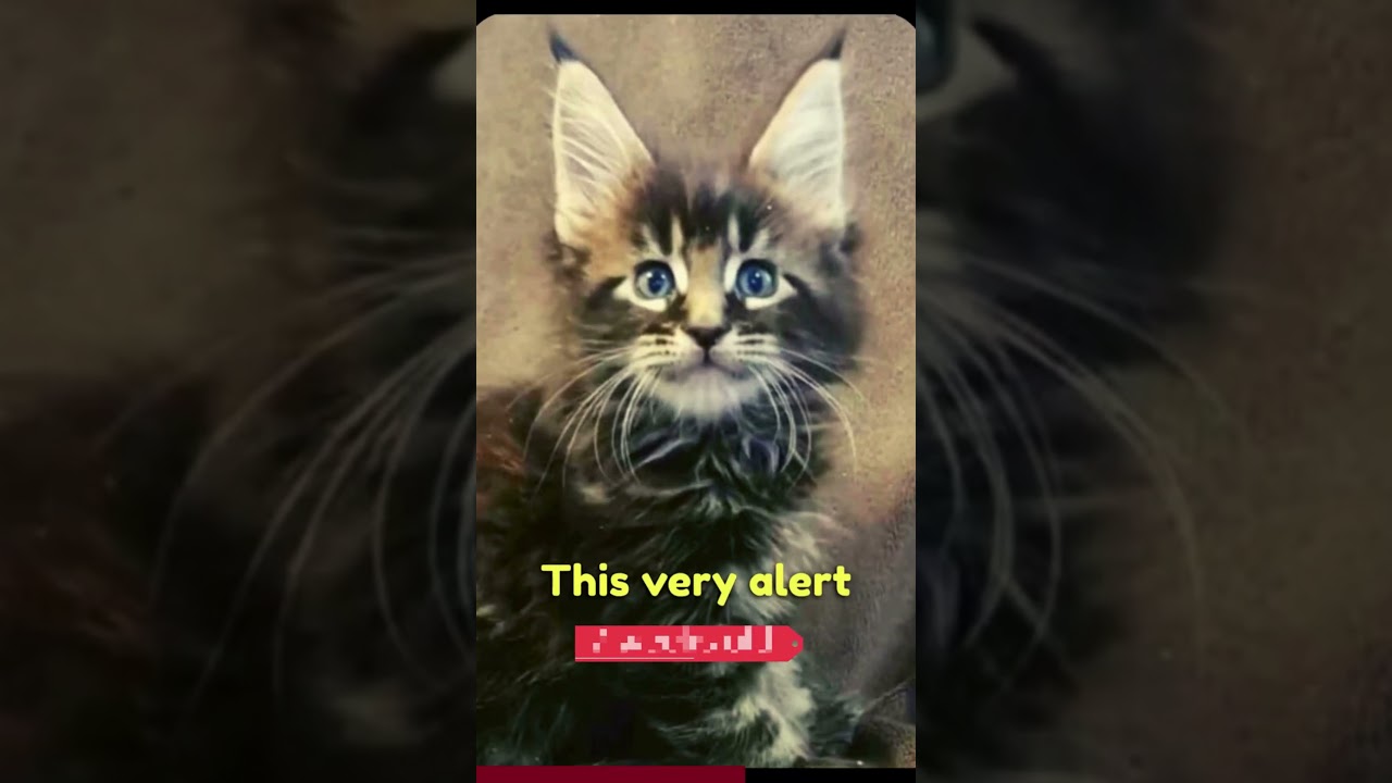 Before and After Cats🐈- #kittens #growing #shorts