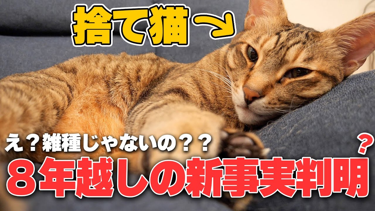 ８年前に拾った捨て猫に関してまさかの新事実が判明したかもしれません。