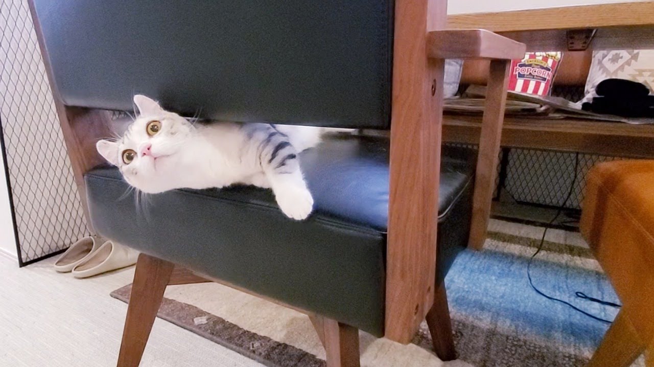 [子猫] 自分の家じゃなくても、ストレスなくリラックス～！？