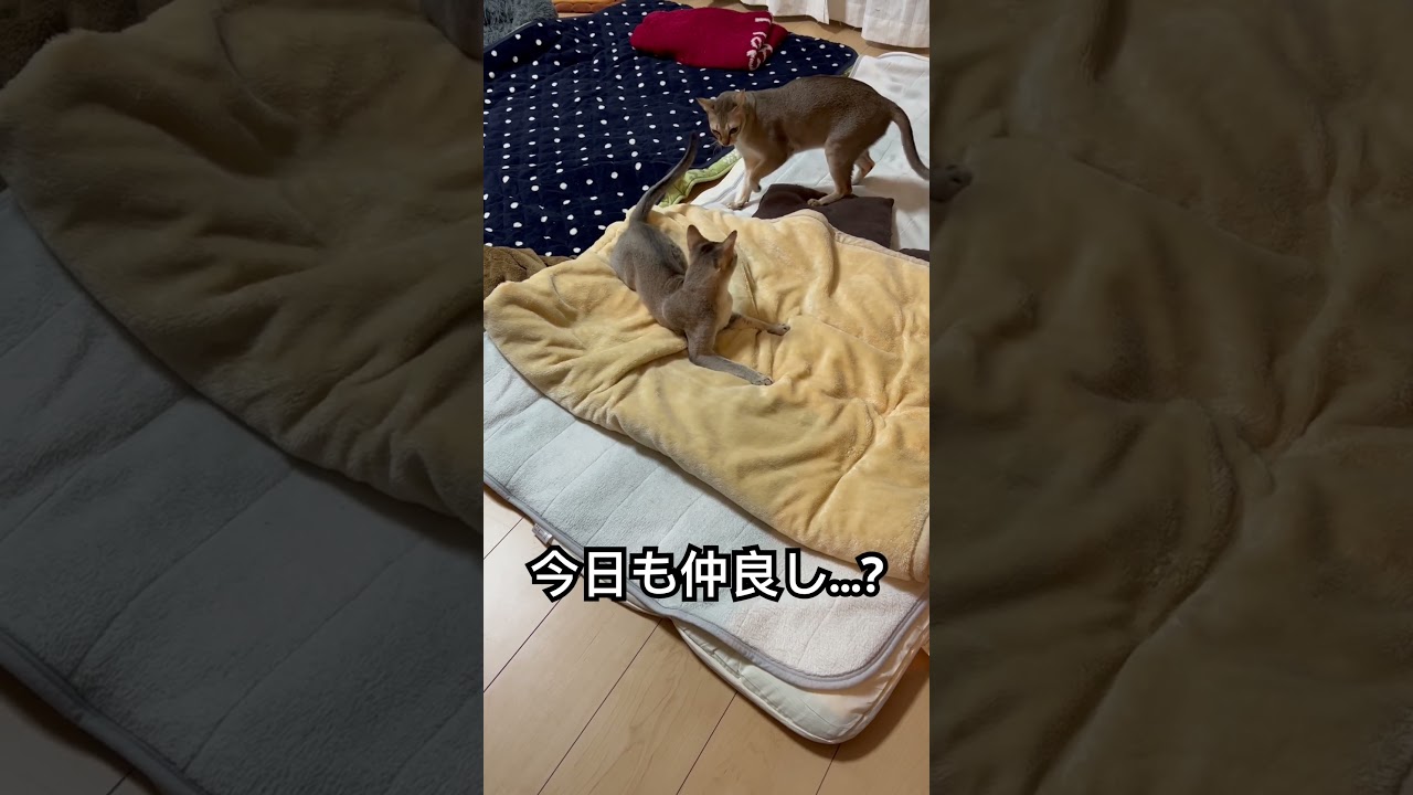 今日も仲良しなシンガプーラ兄弟