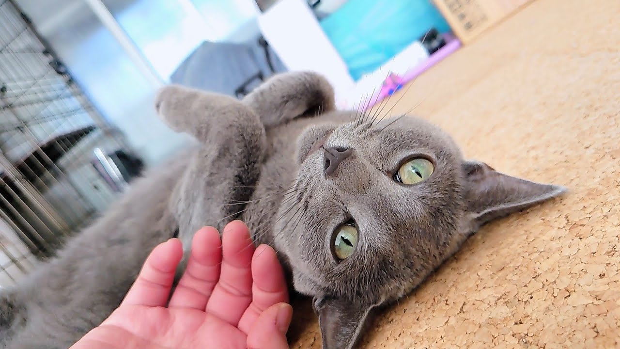 【猫動画】疲れた時に寄り添ってくれるロシアンブルー【russianbule】A Russian blue that will accompany you when you are tired.