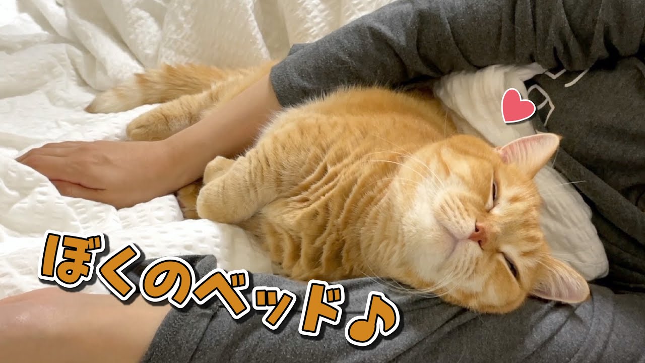 ママの腕の中で寝かしつけてもらう猫が可愛すぎる…