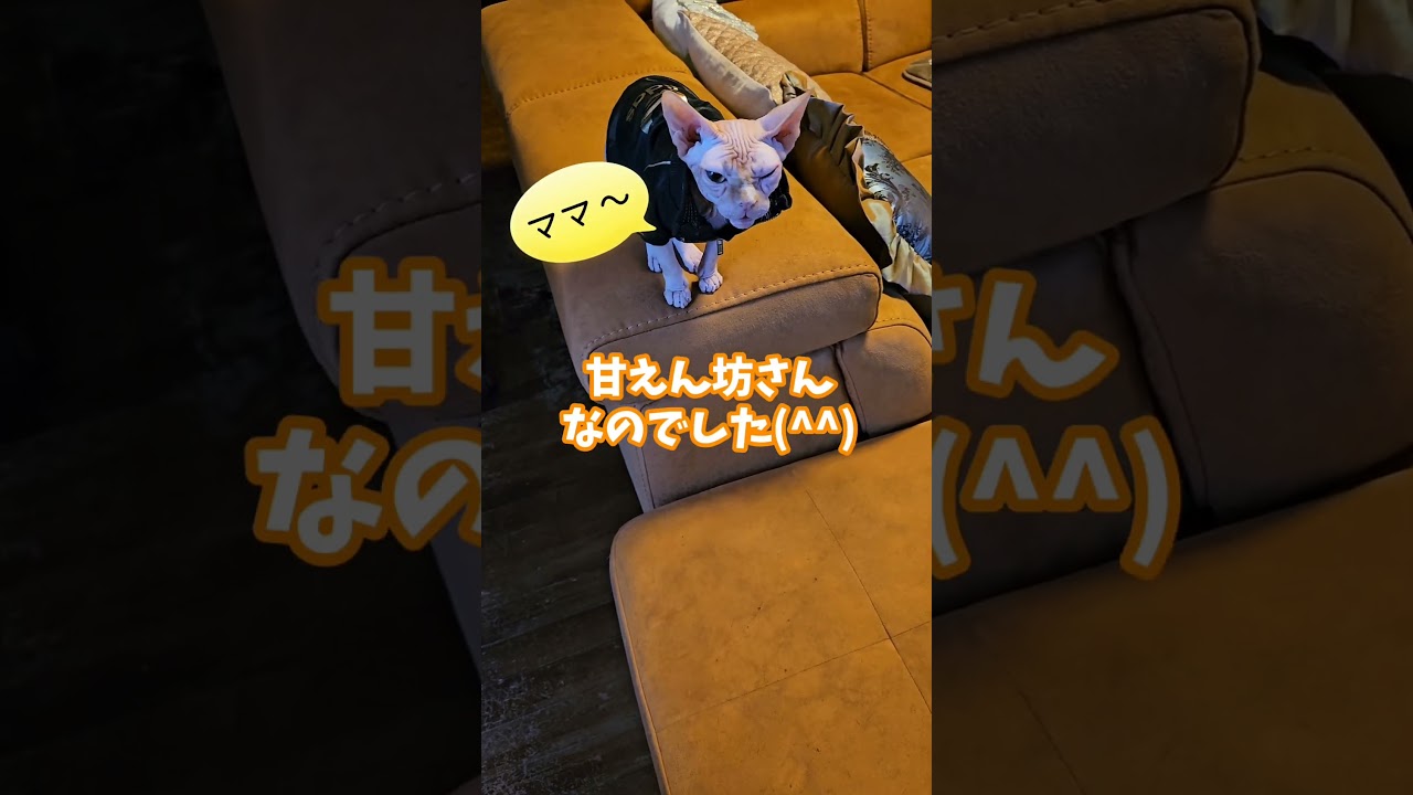 見た目が"オラオラ"な猫 スフィンクス  #shorts