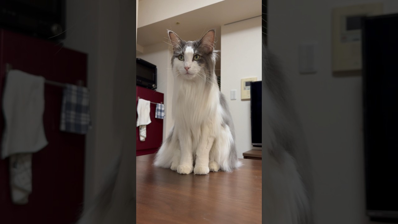 ブラッシング直後のサラサラストレート猫【メインクーン】#shorts #猫 #cat