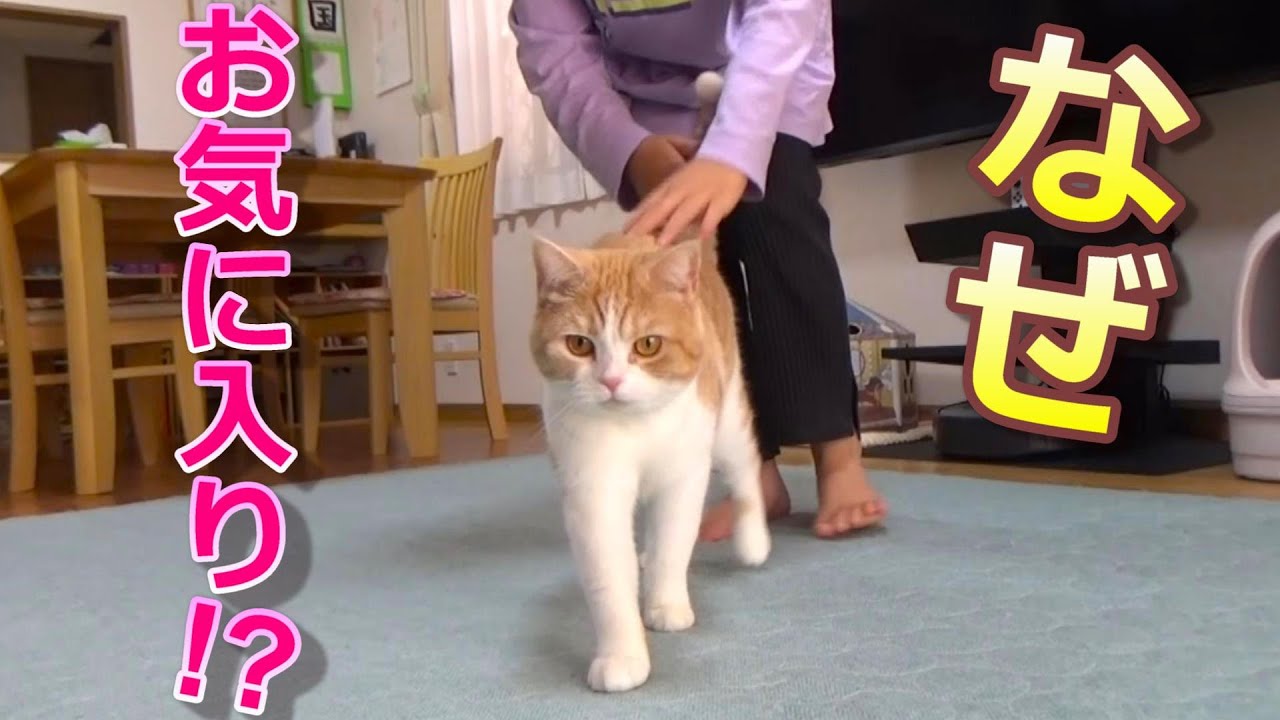 猫がなぜか気に入った朝のルーティン【スコティッシュフォールド】【アビシニアン】