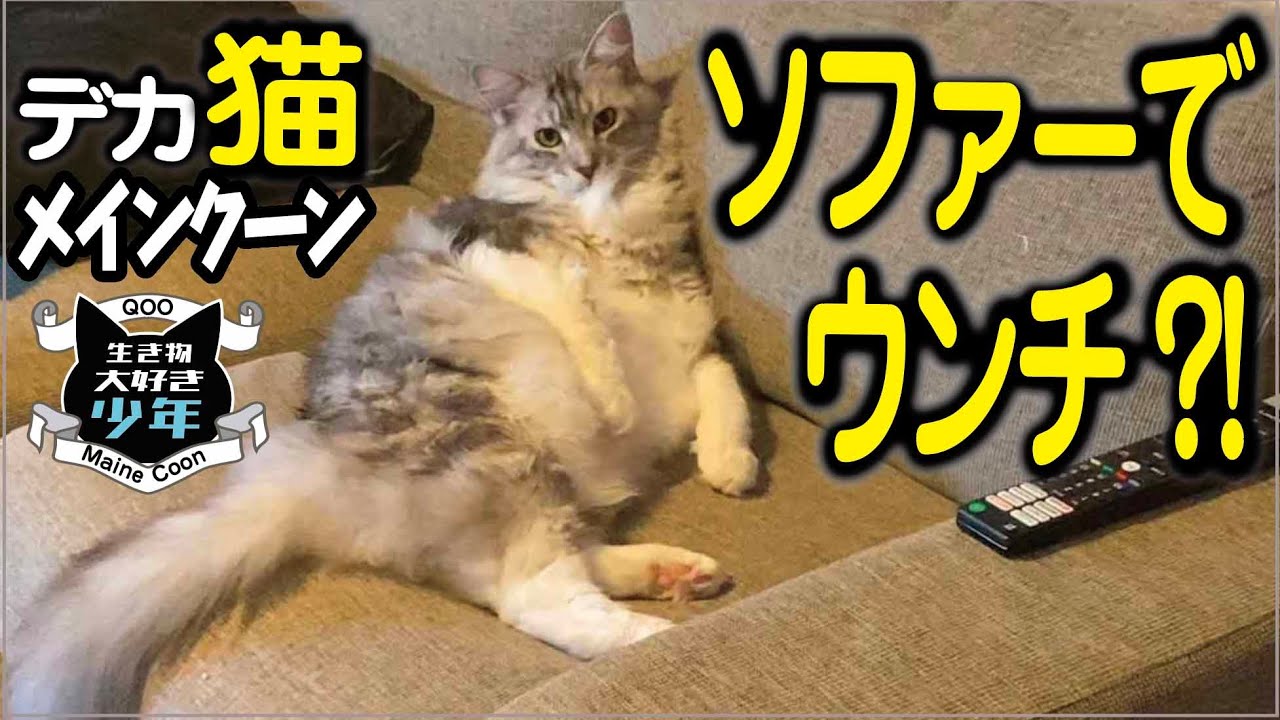 【メインクーン】留守番中の大型猫、ソファーでウンチ?!