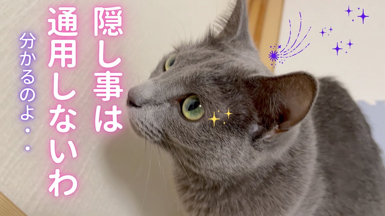 風水鑑定士ソラ先生✨（ロシアンブルー）