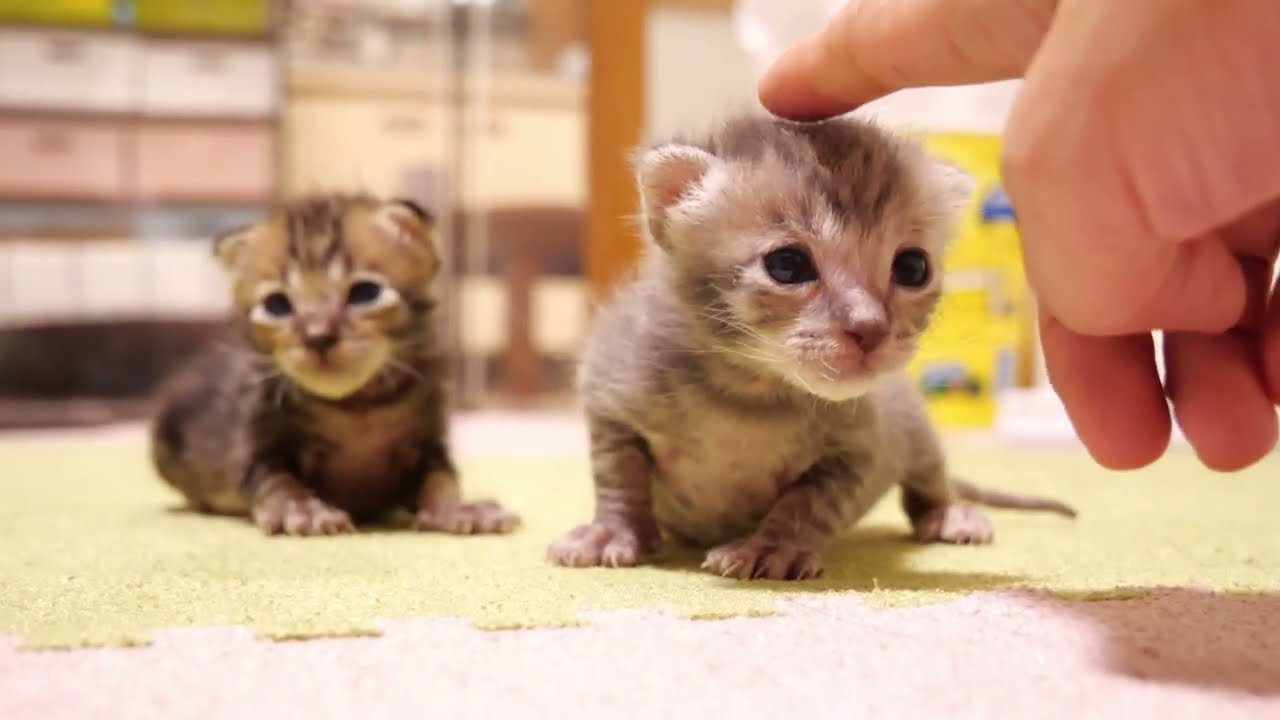かわいい順番待ちをする子猫たちの頭をなでなで【赤ちゃん猫　保護猫】