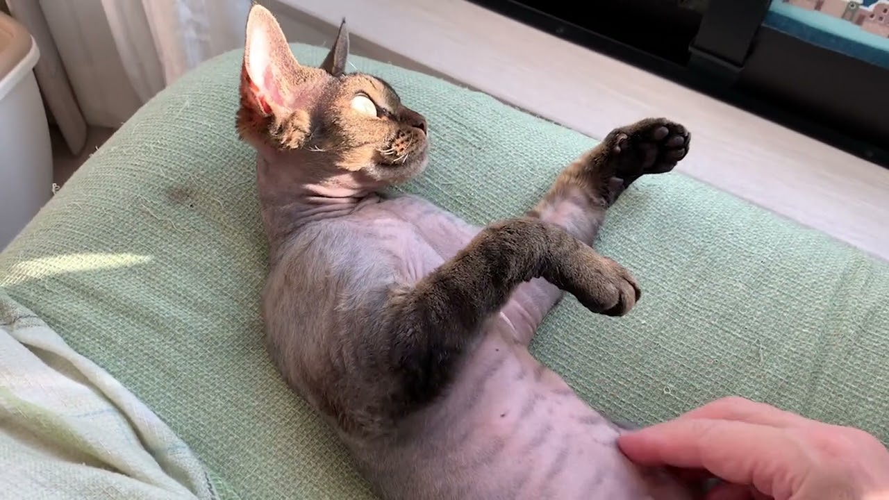 デボンレックス弟の触り放題タイム(You can touch Devon Rex cat as much as you want if you are trusted)