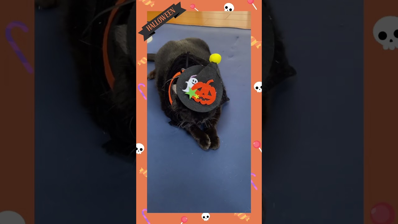 ハロウィン🎃 #猫 #黒猫 #ソマリ #キジトラ #コスプレ