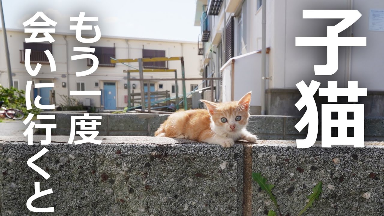 【あの時の子猫】再び会いに行った結果…