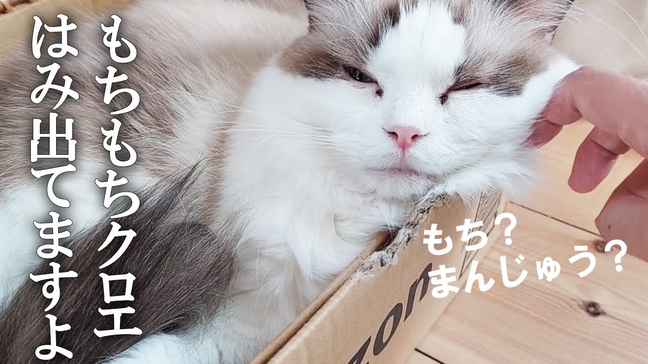 ラグドールのクロエちゃん、箱からもちもちほっぺがはみ出てますよ