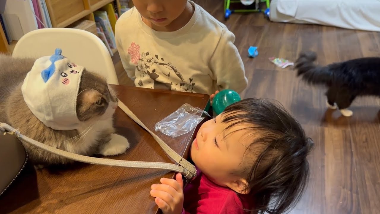 数日ぶりの再会に撫でられたい猫　ノルウェージャンフォレストキャット　ラガマフィンA cat who wants to be petted after a long time reunion.