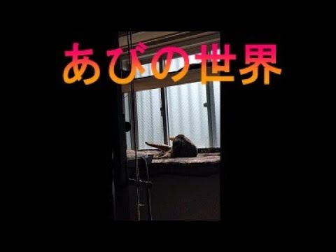 ネコ動画あび＃2442　あびの毎日　アビシニアン　あび