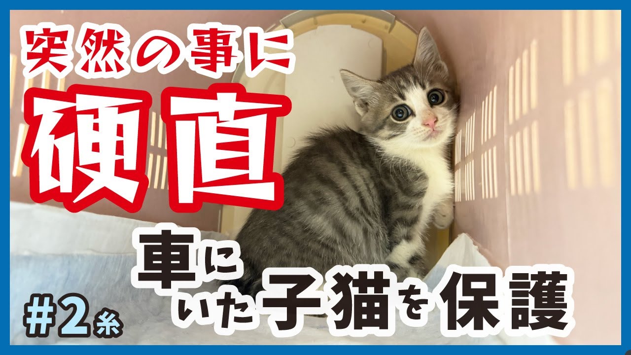子猫の保護活動をしていたら警察沙汰になり…突然の事に動揺中、保護した子猫の様子をお届けします。【保護猫・糸2】/cat and police