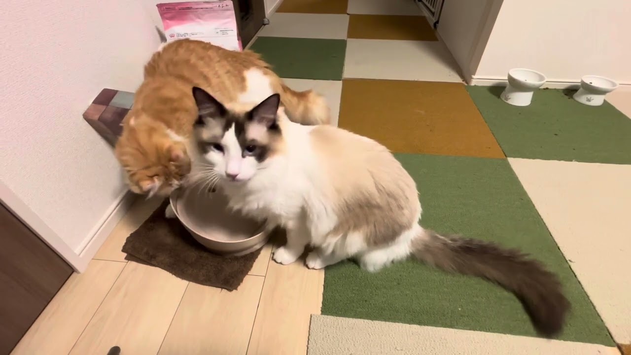 アメリカンカールはイタズラ好き　【猫】