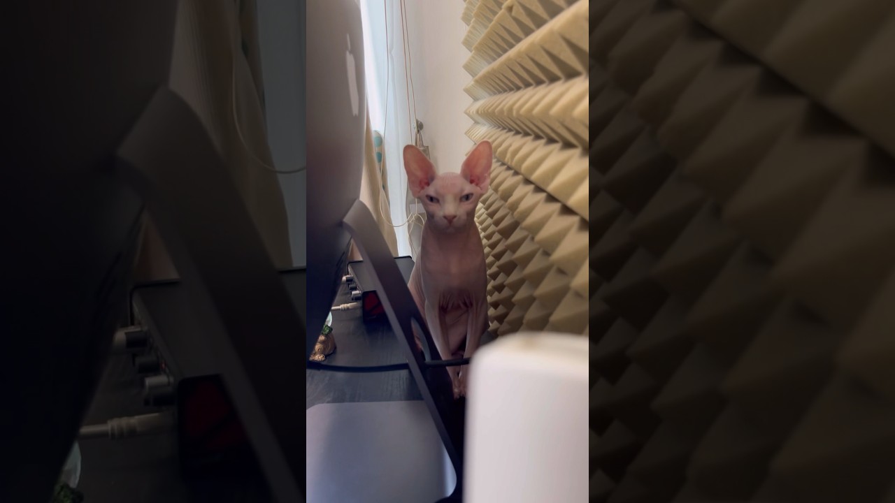 パソコンの裏が好きな毛のない子猫【スフィンクス猫】