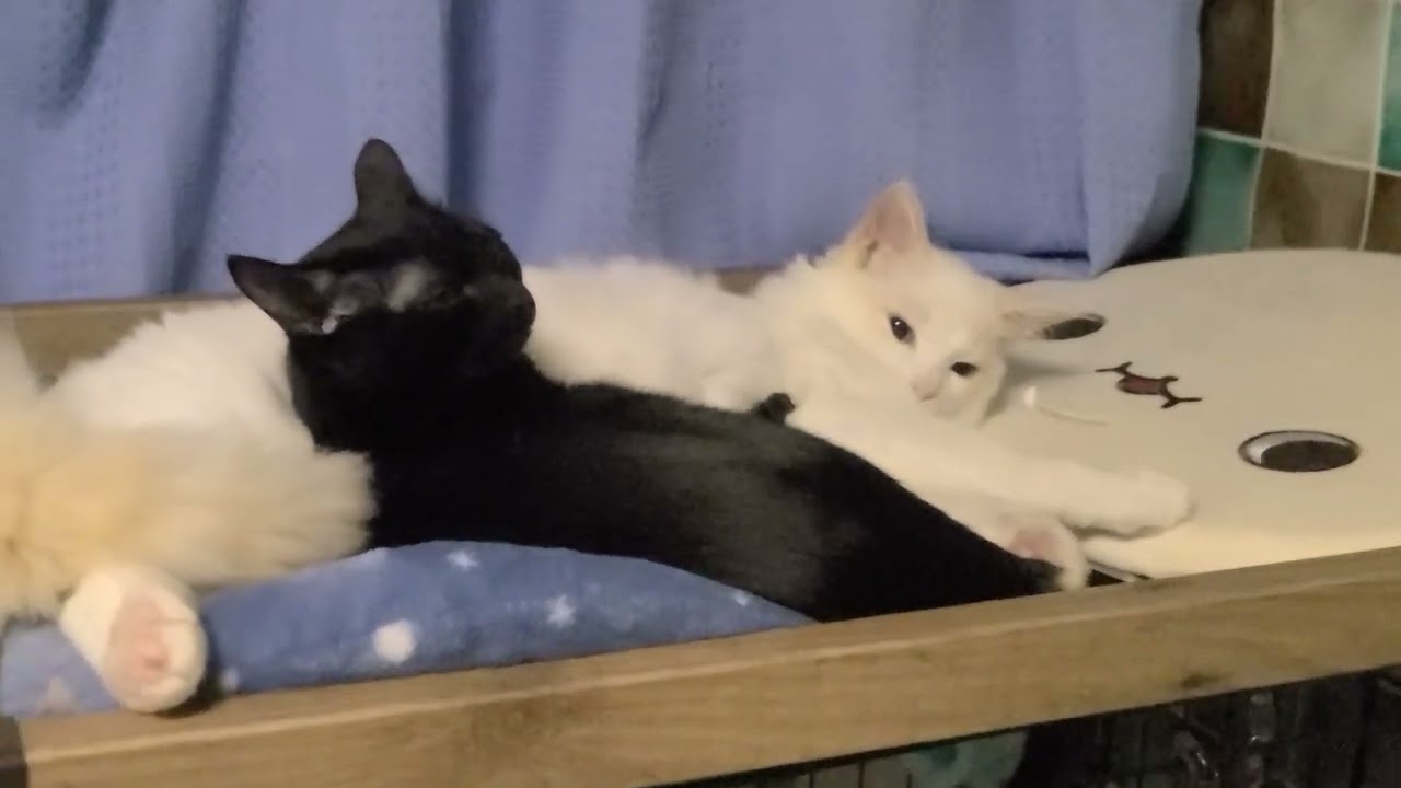 【2022.0227】記録。透夜＆柊【ラグドール＆ボンベイ】