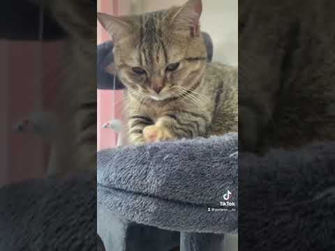 ふみふみ中に名前を呼んだら返事する猫が可愛すぎた、、♡【#shorts】