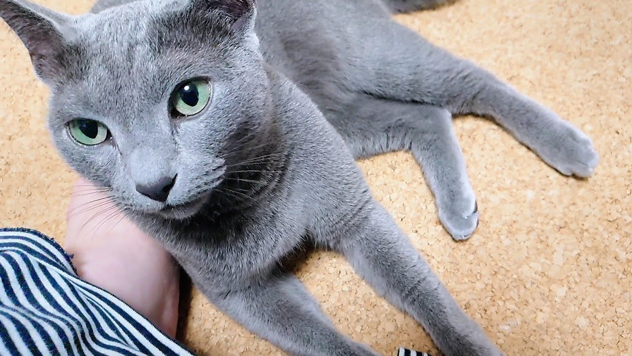 【猫動画】当たり前のように足の上で寛ぐロシアンブルー【russianbule】Russian blue relaxing on your feet as if it were natural.