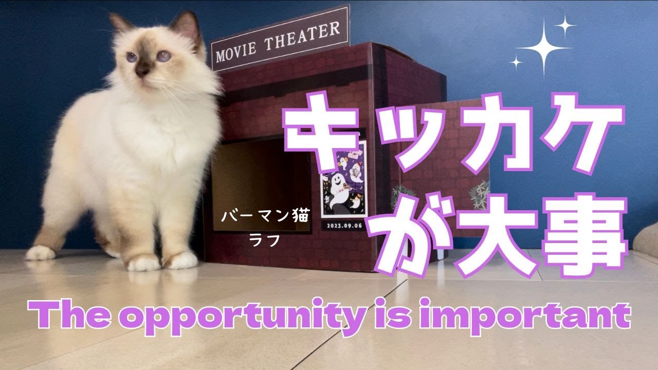 バーマン猫ラフ【キッカケが大事】The opportunity is important（バーマン猫）Birman/Cat