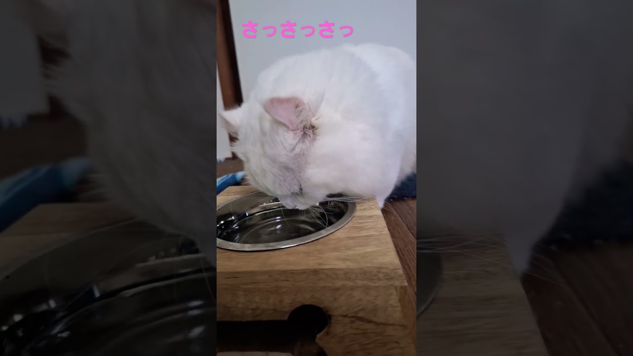 【オッドアイ幸せを呼ぶ猫】お水を飲むのが不器用なラビちゃん#猫#cat#白猫#キンカロー#shorts