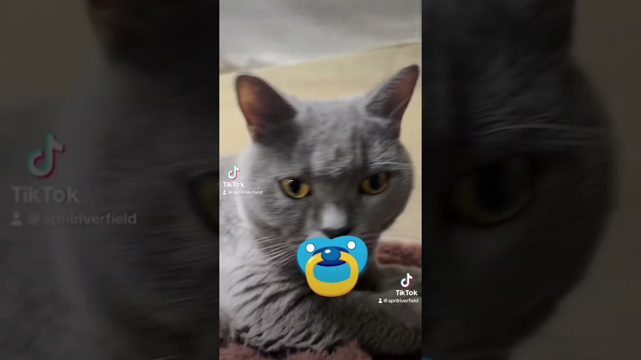 メイちゃん、どれが1番かわいい？   #cat #シャルトリュー #猫 #kawaii #ねこ #pets#japan #chartreux