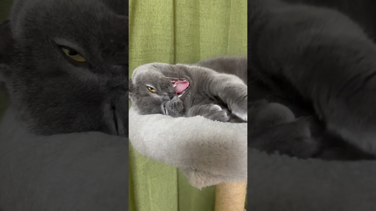 【猫】ふぁ〜🥱 #cat #猫 #ブリティッシュショートヘア