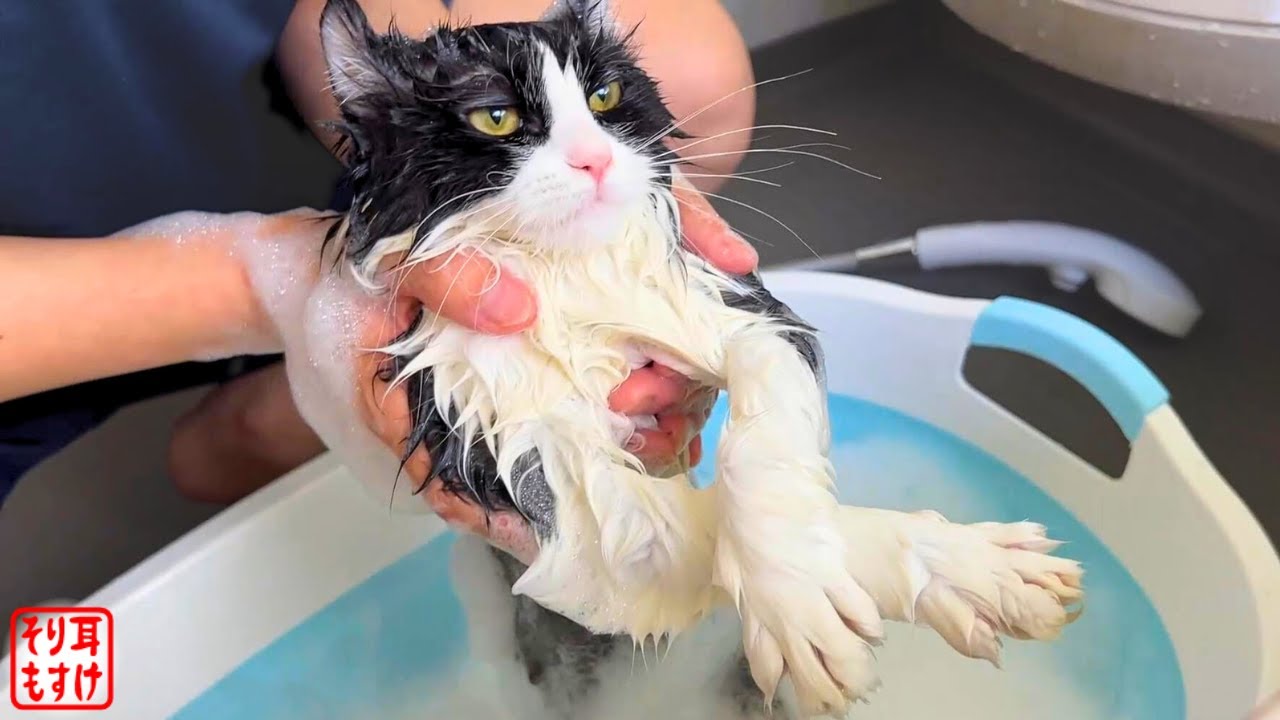 生まれて初めてのお風呂の気分は❓子猫の返答がこちらw