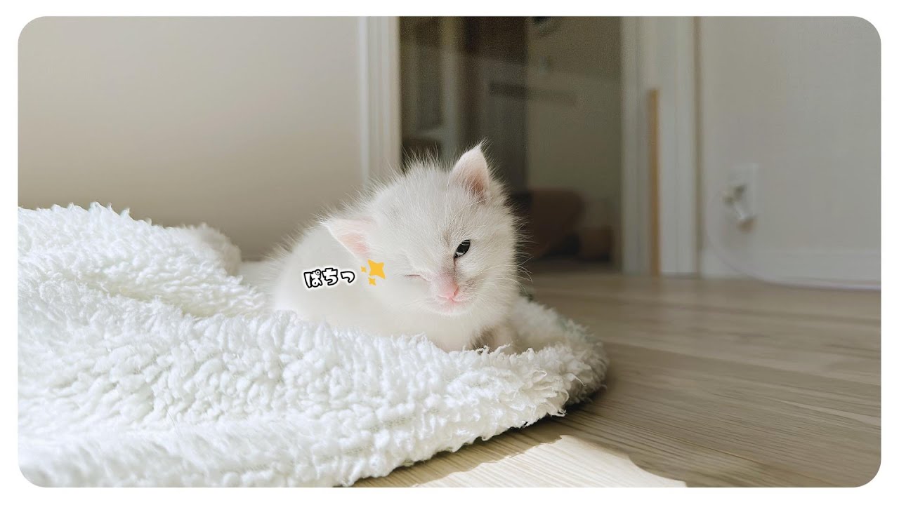 「グビッグビッ」ミルクを飲んでトントンしたら滝のように出たよ【保護猫生活10日目】