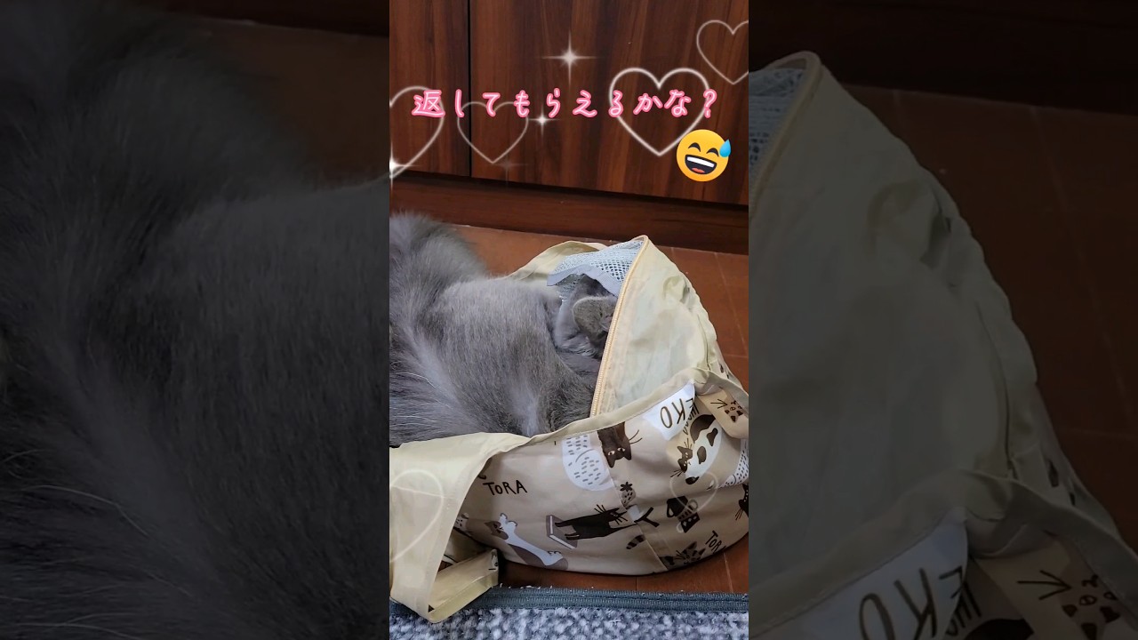 エコバッグが被害にあっています😭 【サイベリアン・キキのKIKICHANNEL】#サイベリアン #猫 #shorts
