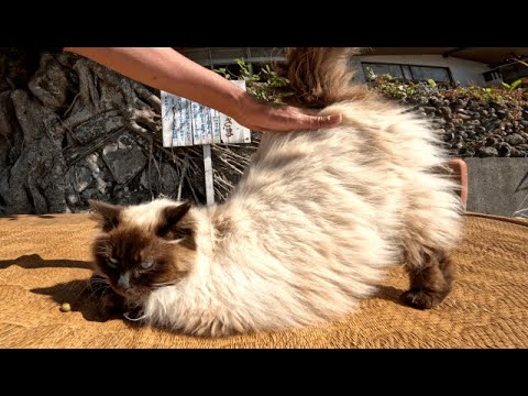 フワフワなシャムの島猫をナデるとお尻が高くなって可愛い