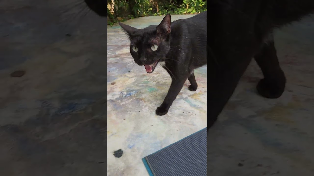 Yoga Cat Max gives us a meowthful
