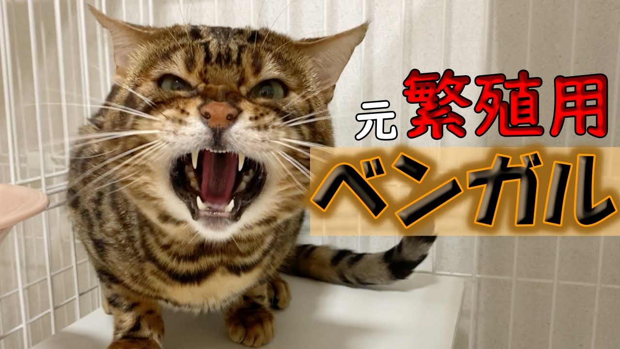 【里親募集】繁殖場出身ベンガルの里親様を募集します！