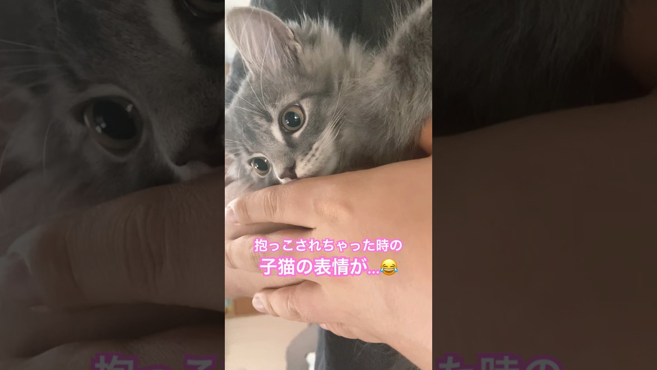 《サイベリアンの子猫》抱っこされて動揺が隠せない子猫。#shorts #猫 #サイベリアン