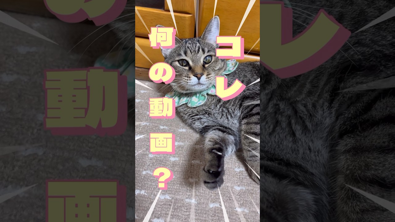 分からない猫がコチラ❣️ #cat #고양이 #猫