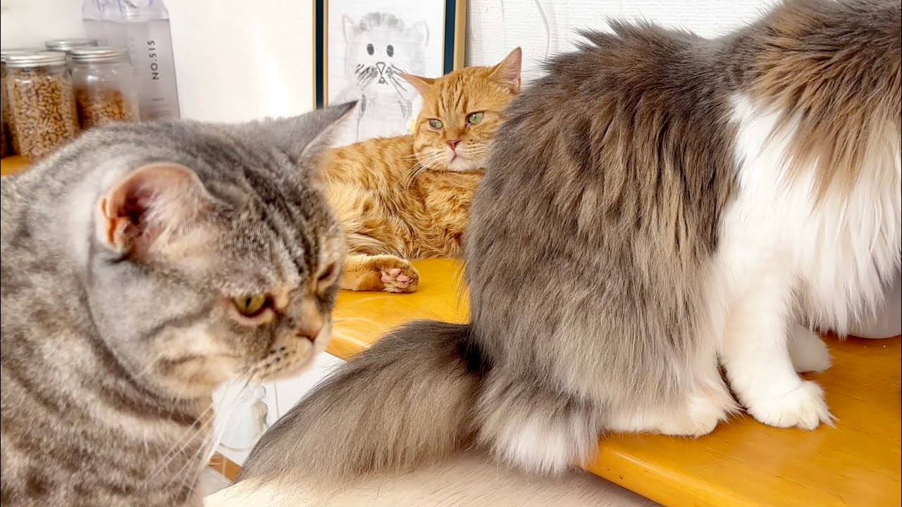 ジャイアニズムあふれる妻と達観してる夫 #猫 #マンチカン