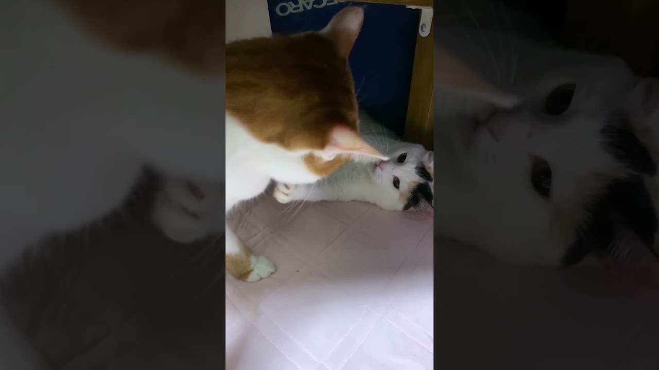 じゃれあう兄妹ネコ①