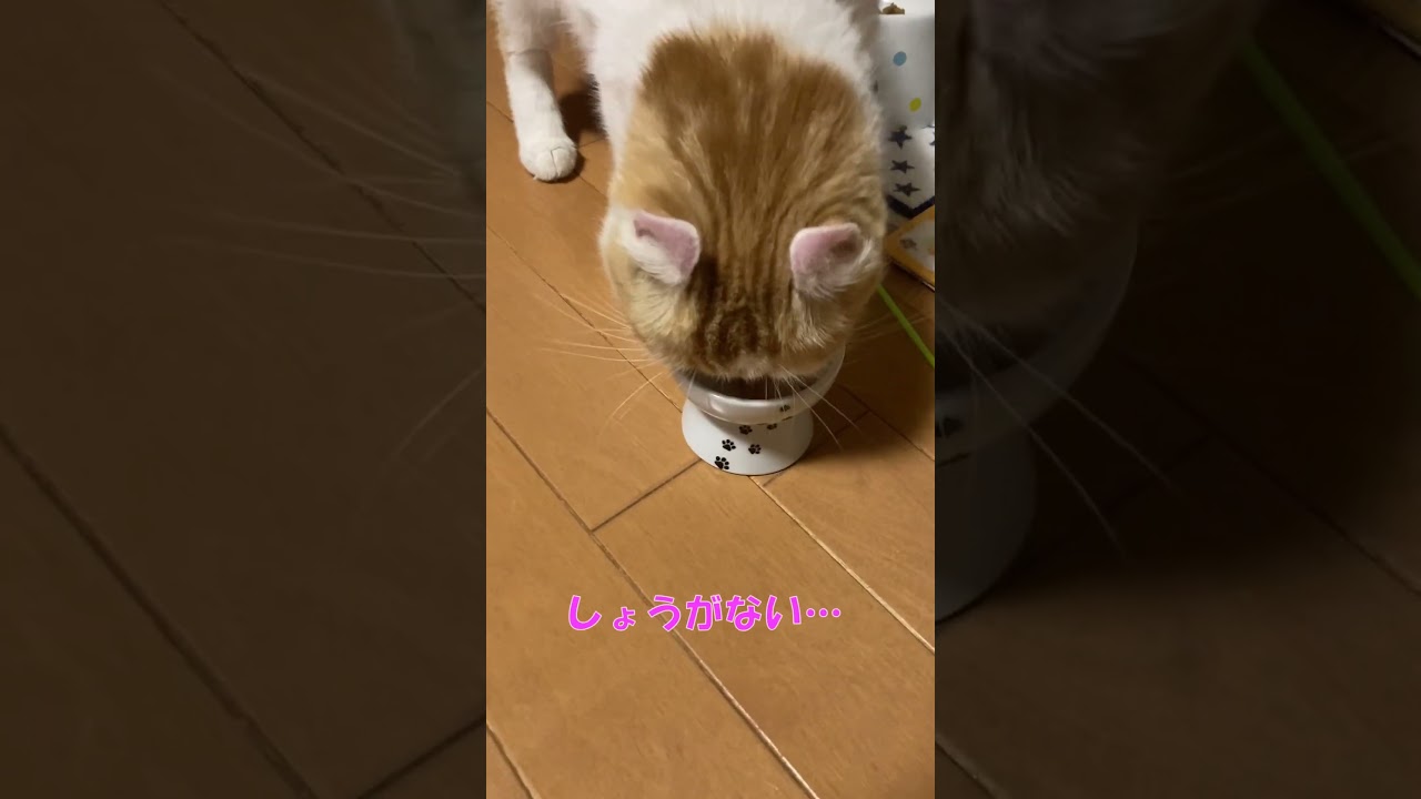 手術で摘出したものの正体 #shorts  #猫 #アメリカンカール #cat