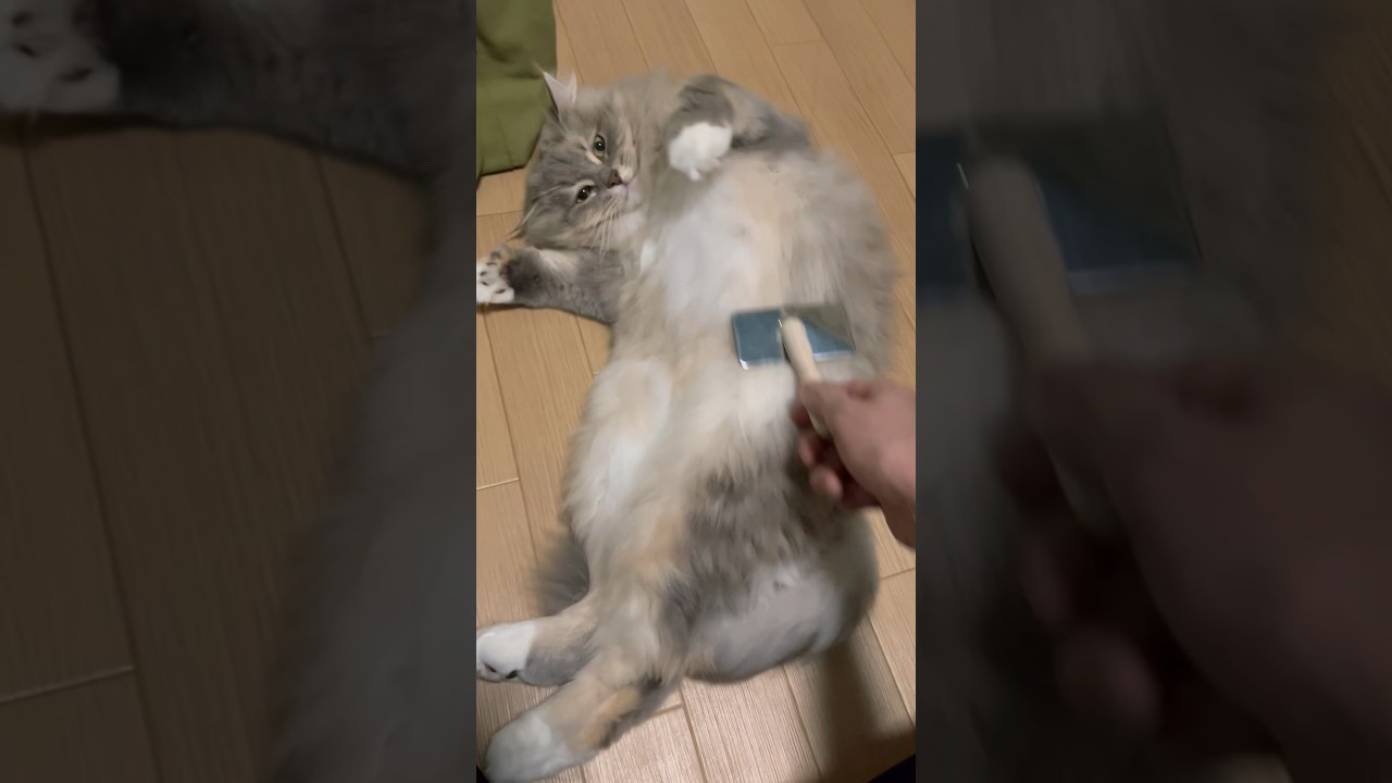 ブラッシングが好きすぎるもふもふ猫#サイベリアン #shorts