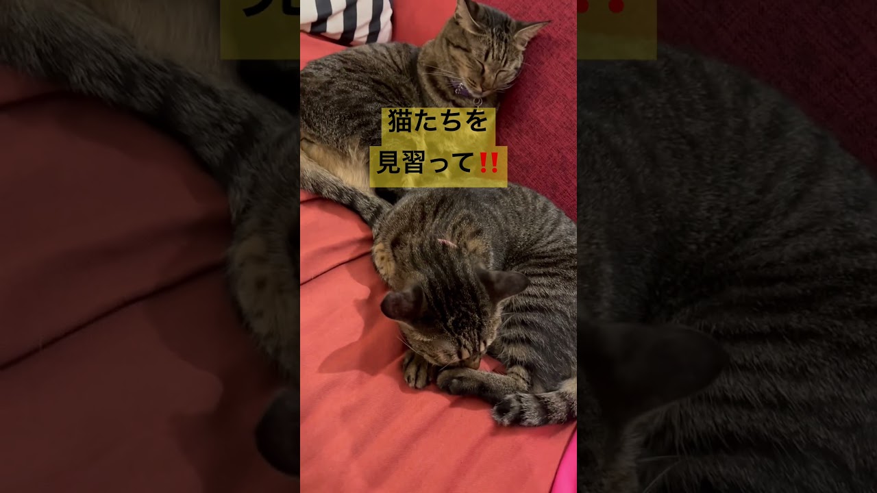 猫に見習え❗️強い意志　#猫のいる生活  #意志力  #あきらめない  #保護猫　#姉妹猫