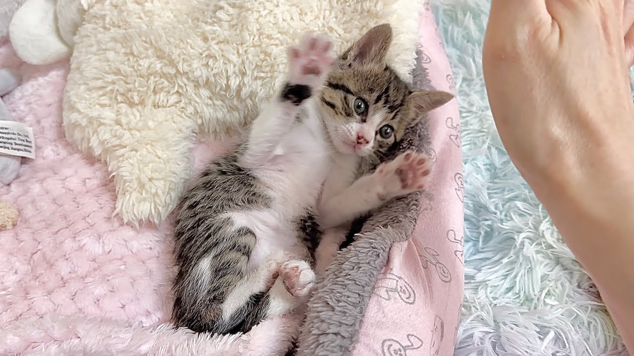 生後32日 こちょこちょパーで予想以上の可愛い行動をする子猫【山菜兄妹#31】Kitten who reacted cutely when I played "kochoo kochoo par
