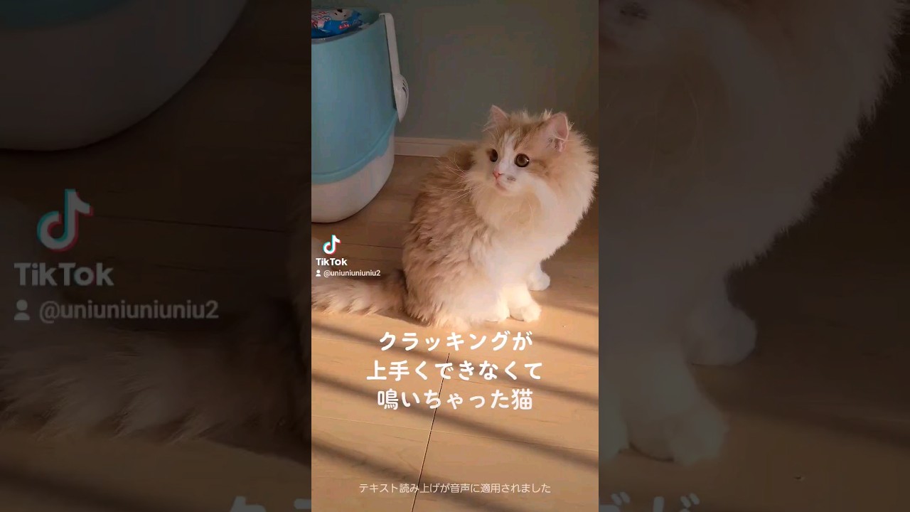 可愛すぎるクラッキング #ラガマフィン #猫動画 #癒し