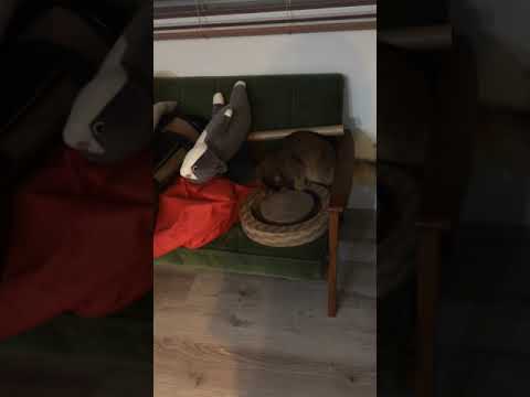 #14　ただソマリがボールであそぶ動画